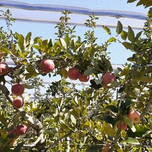 Meet your Posher, Anupama